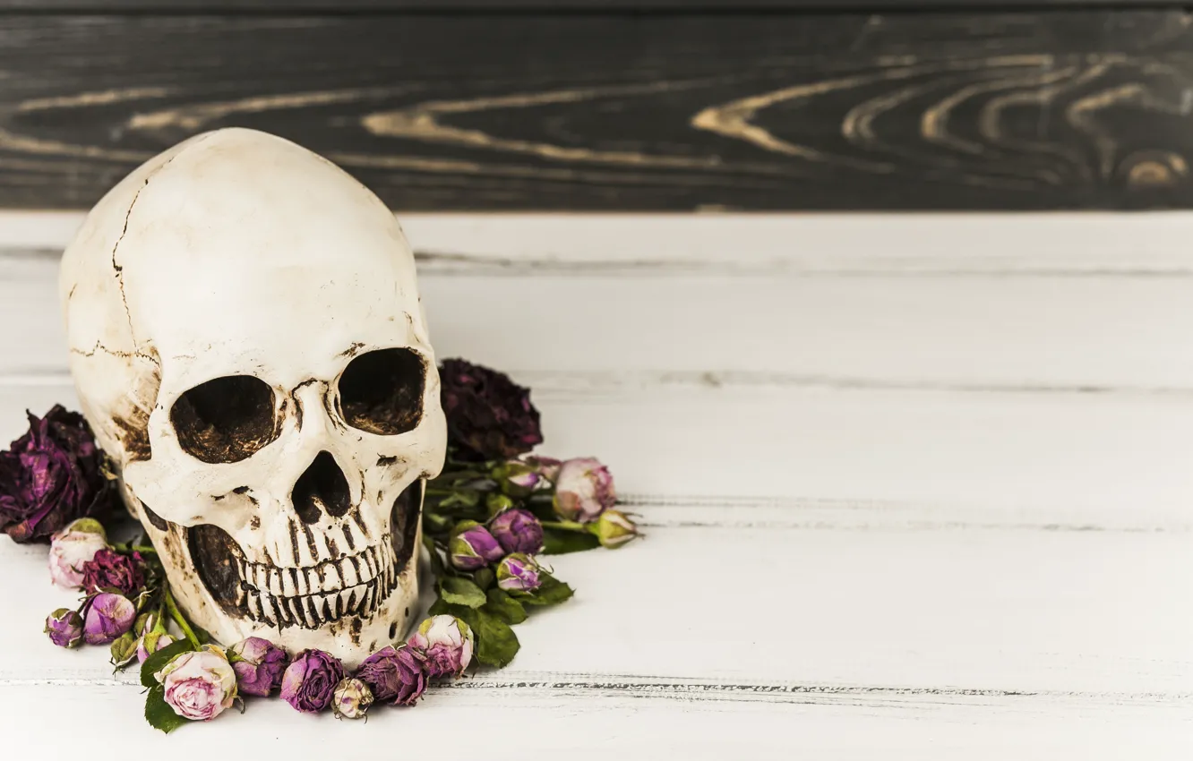 Фото обои цветы, череп, Halloween, skull