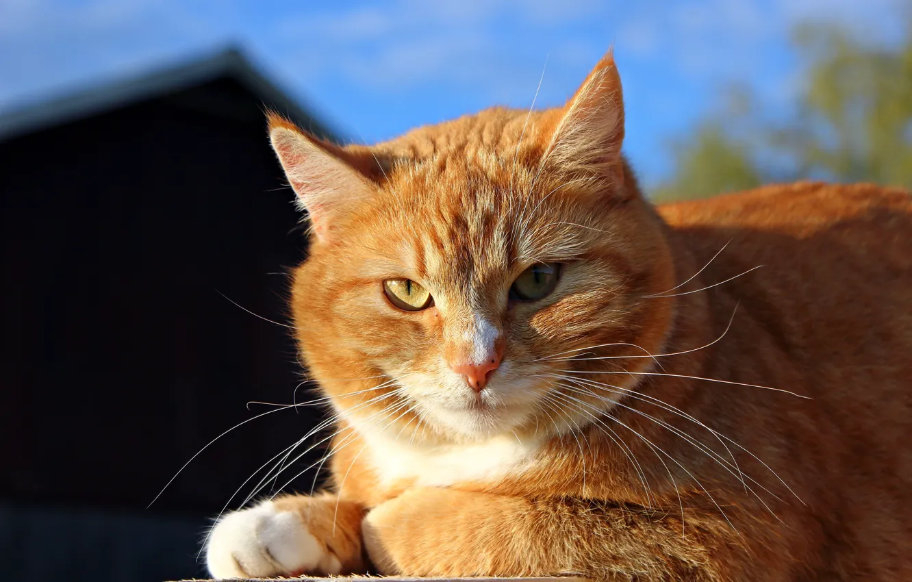 Фото обои кошка, кот, морда, солнце, рыжий, солнечно