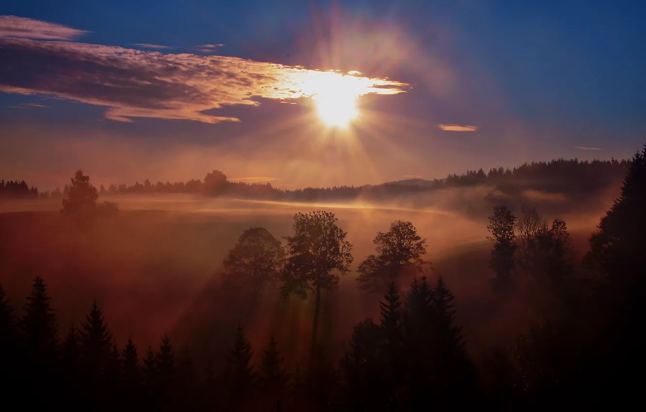 Фото обои лес, деревья, туман, восход, утро