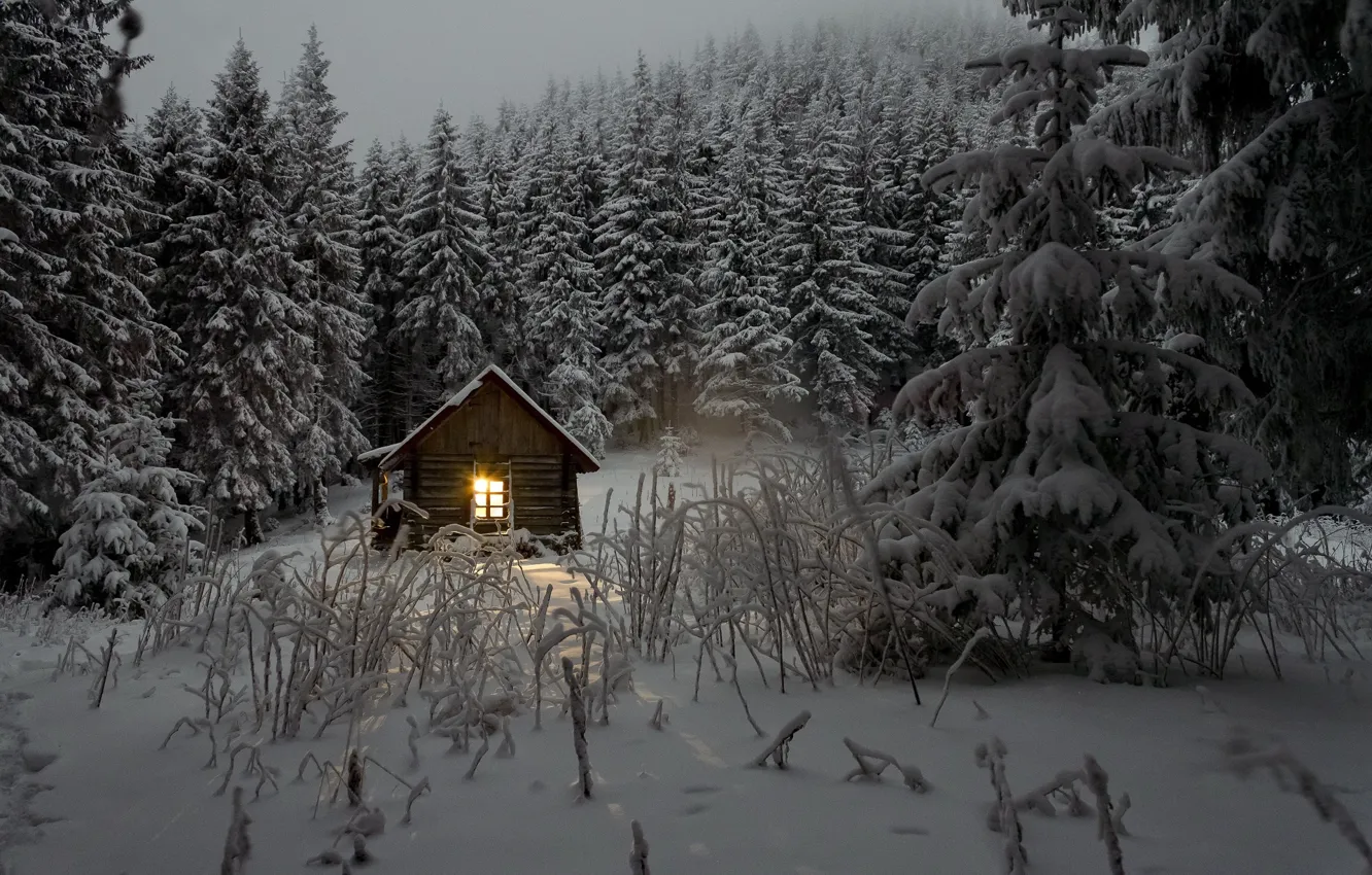 Фото обои зима, лес, свет, снег, деревья, домик, сумерки