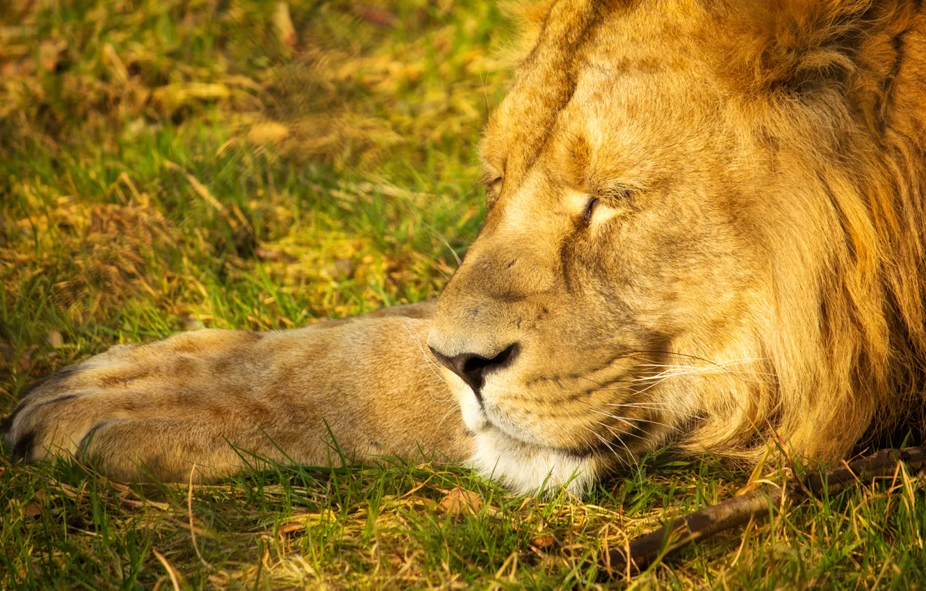 Фото обои лев, царь, спит