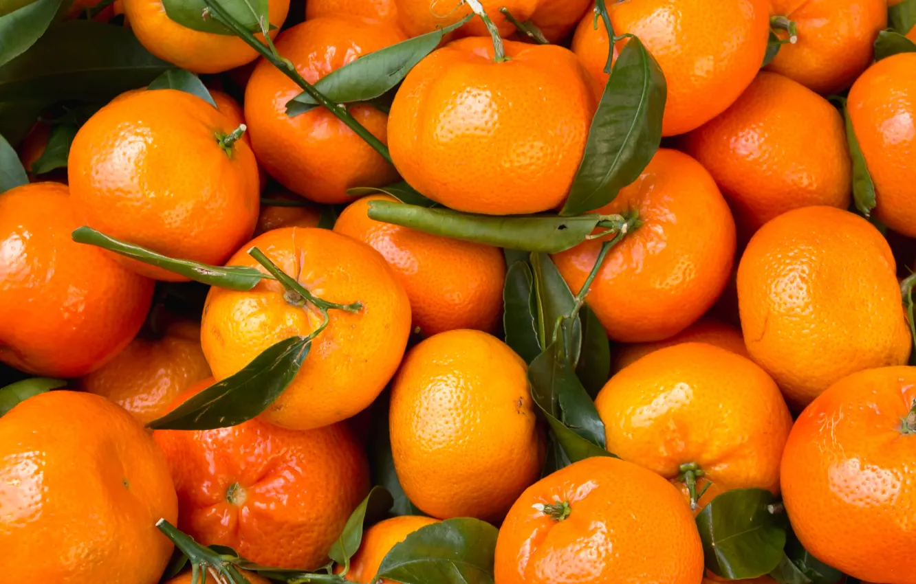 Фото обои листья, цитрус, мандарины