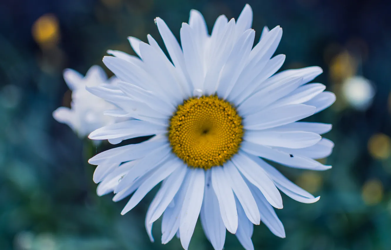 Фото обои цветок, Ромашка, flower, bokeh, бокэ, plant, outdoor, Chamomile
