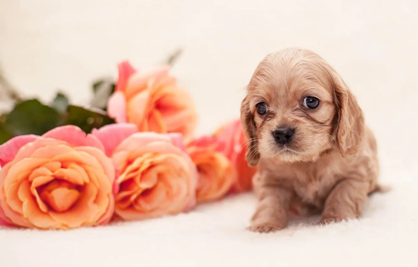 Фото обои puppy, dog, flowers, baby, roses