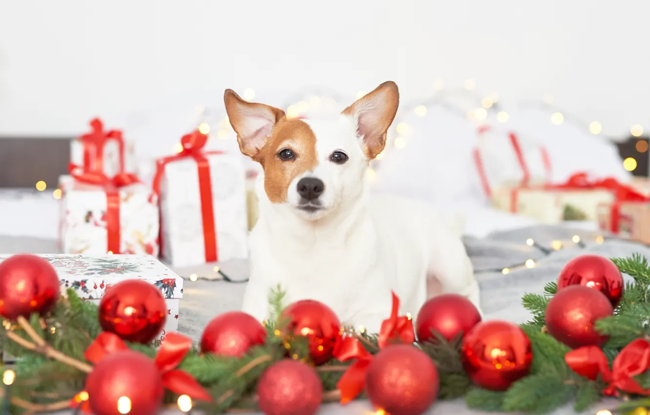 Фото обои взгляд, шары, игрушки, новый год, собака, подарки, Yarovoy Aleksandr