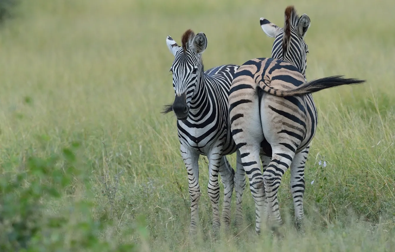 Фото обои трава, природа, пара, зебры