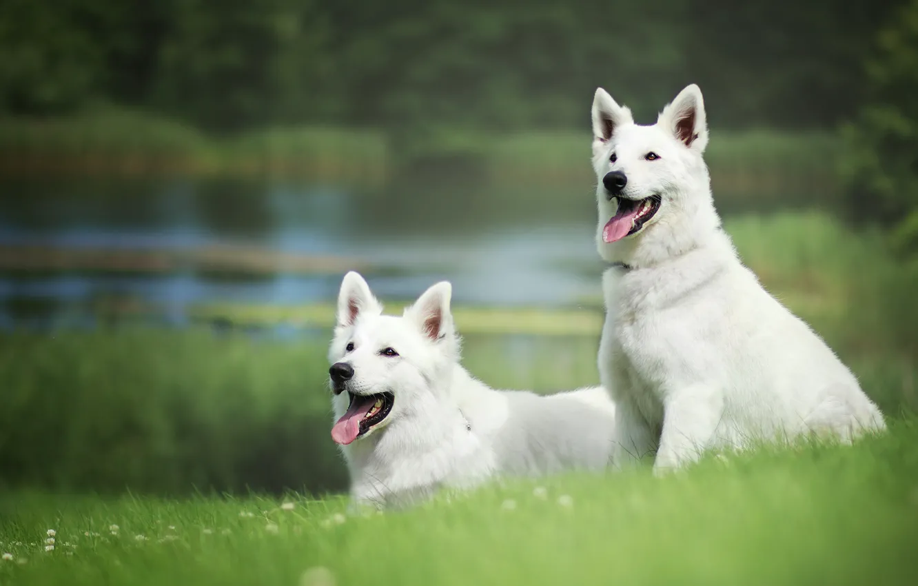 Фото обои зелень, собаки, лето, трава, берег, щенки, пара, белая