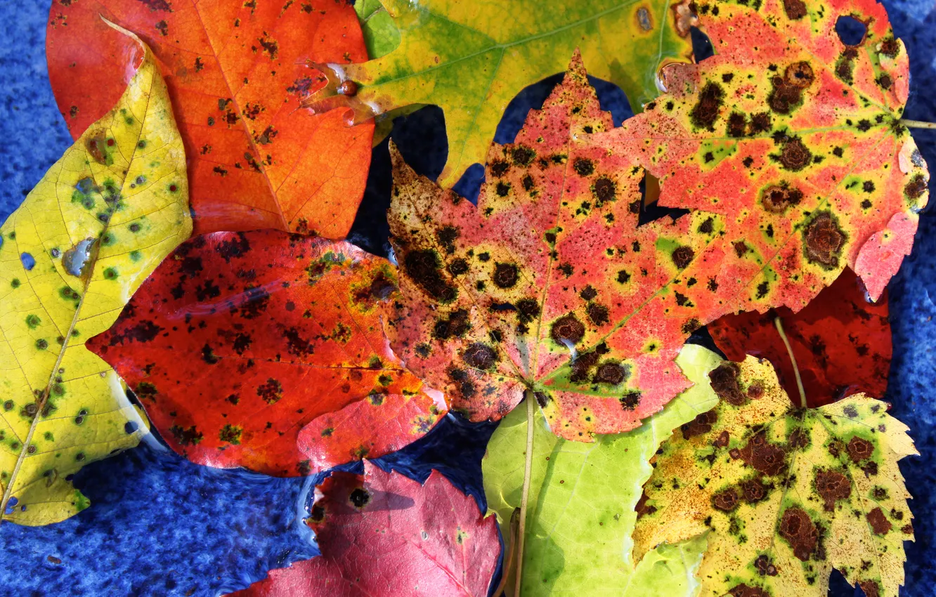 Фото обои осень, листья, цвета