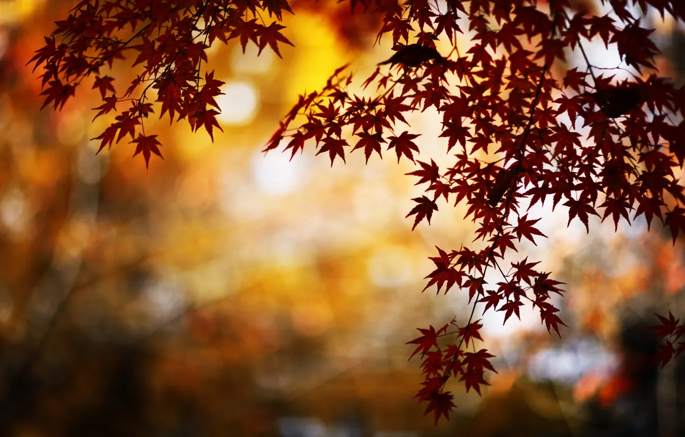 Фото обои осень, природа, блики, листва, ветка