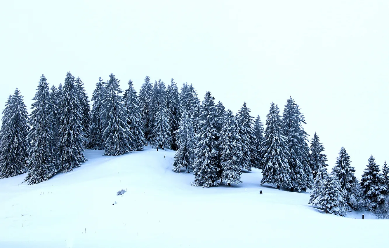 Фото обои зима, снег, деревья, ели, холм