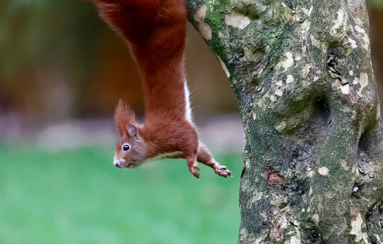 Фото обои деревья, поза, белка, ствол, висит