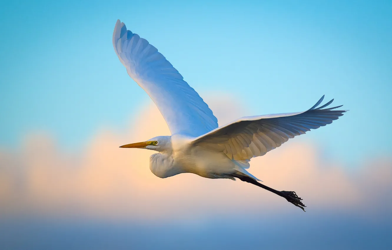 Фото обои flying, wings, egret
