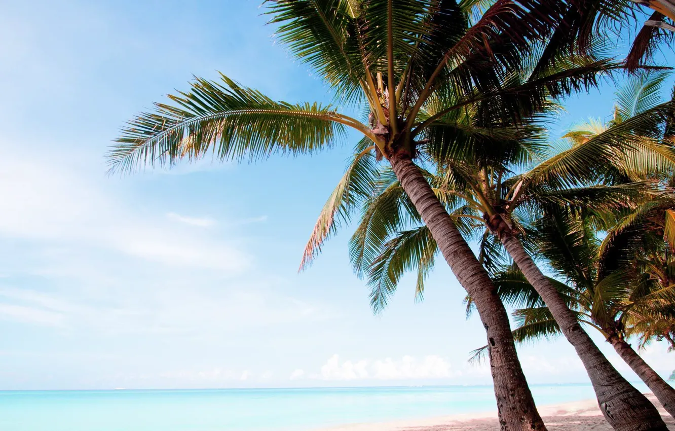 Фото обои пляж, пальмы, океан, экзотика