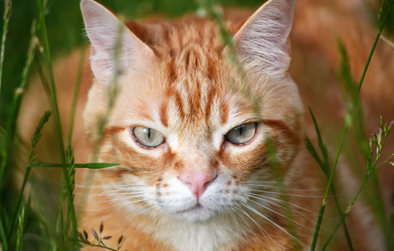 Фото обои кот, взгляд, рыжий, мордочка, котэ, травинки