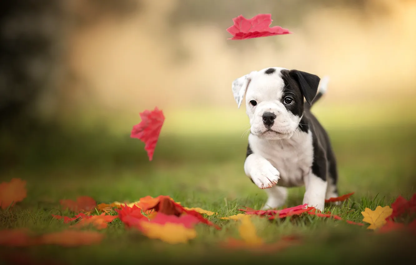 Фото обои листья, щенок, бульдог