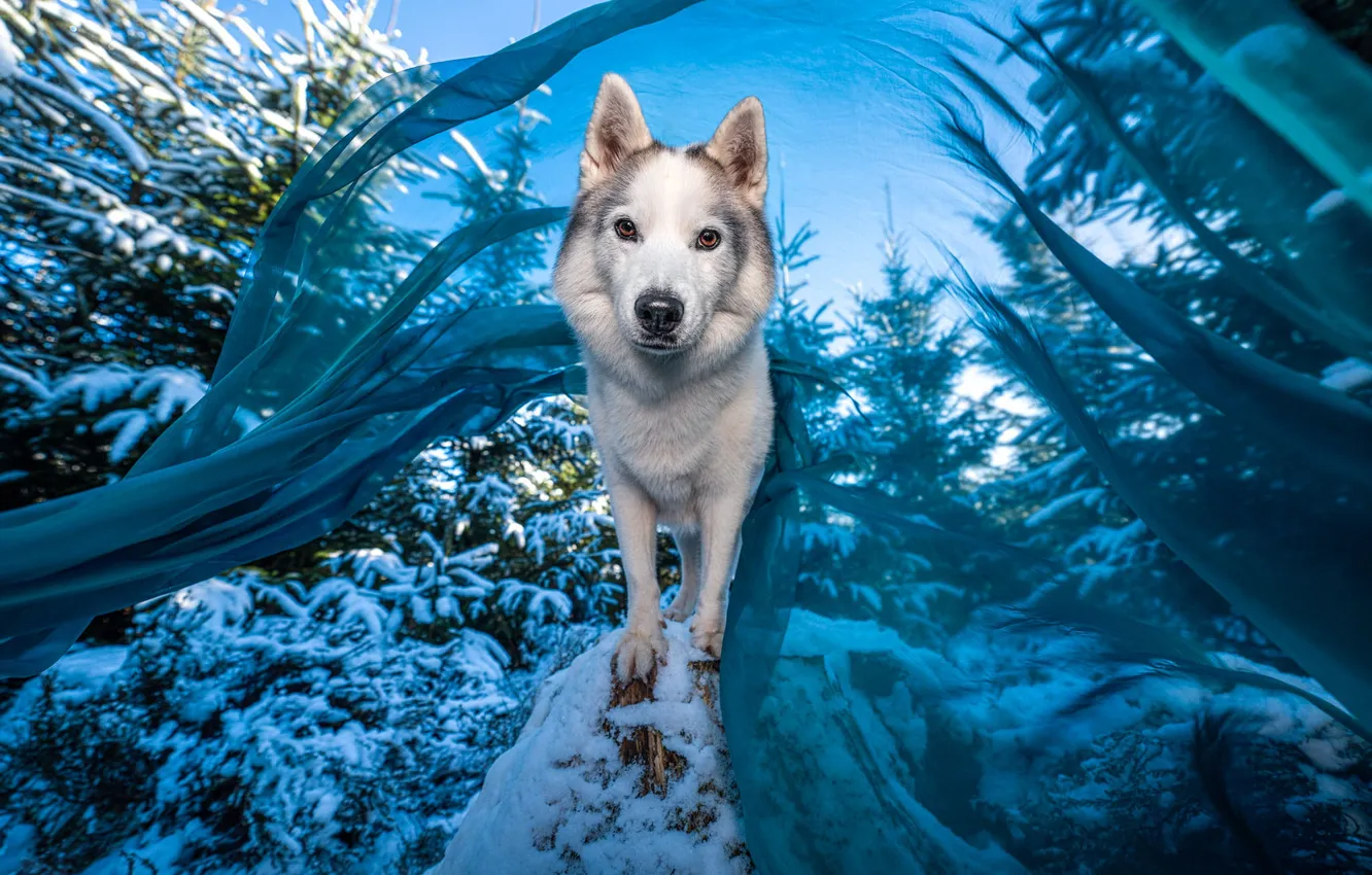 Фото обои зима, иней, лес, взгляд, снег, природа, поза, синева