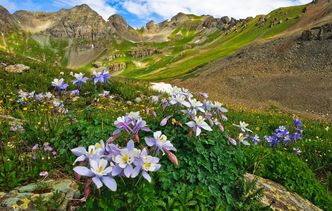 Фото обои пейзаж, цветы, горы, природа, долина, Колорадо, США, луга
