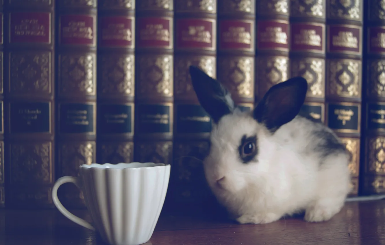 Фото обои книги, кролик, чашка