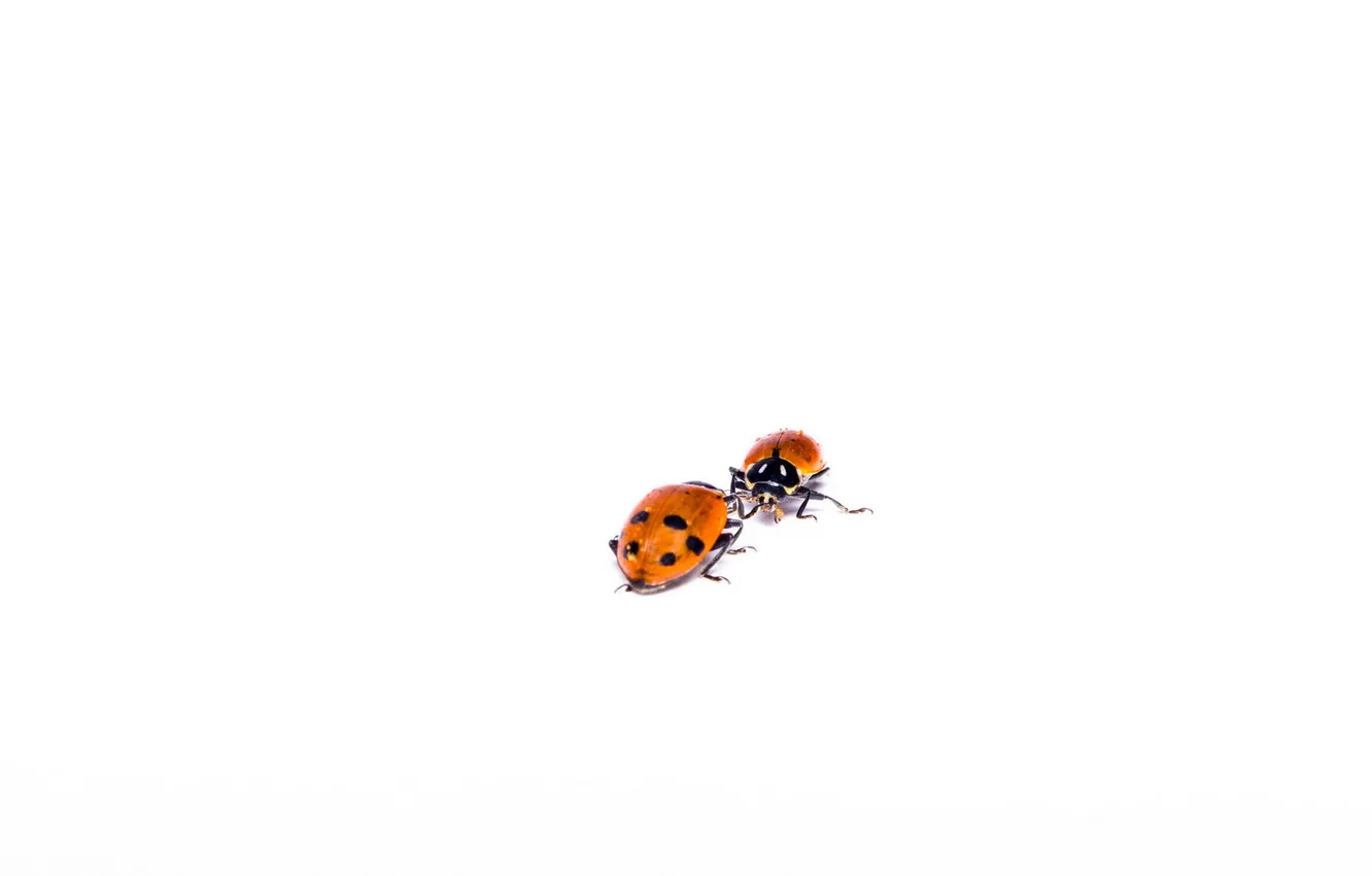 Фото обои Ladybug, Chuck, Hippodamia variegata