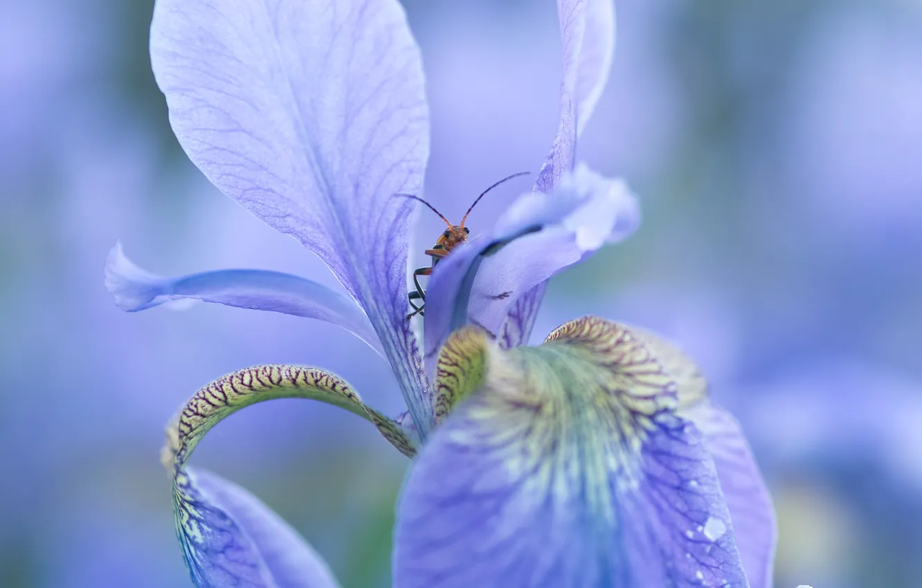 Фото обои цветок, макро, цветы, насекомые, синий, жук