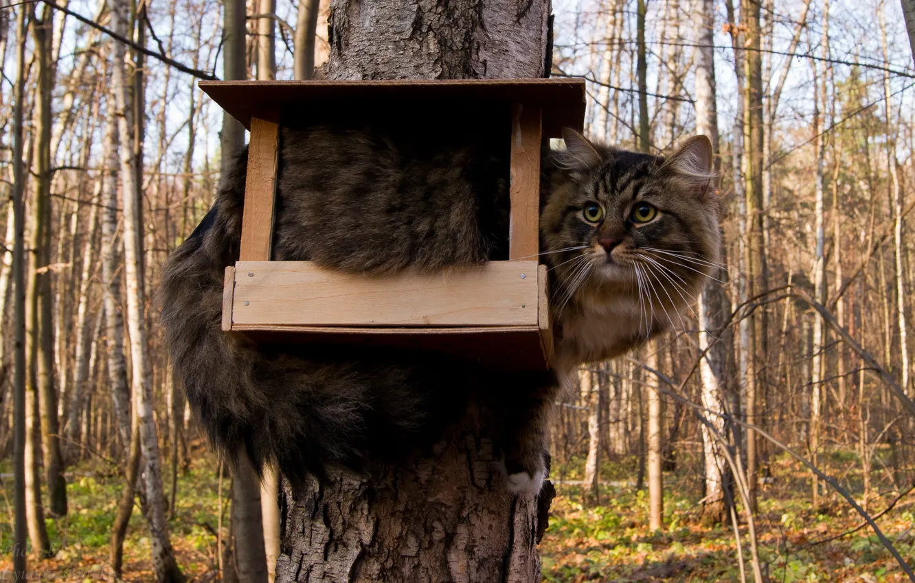 Фото обои кот, дерево, кормушка