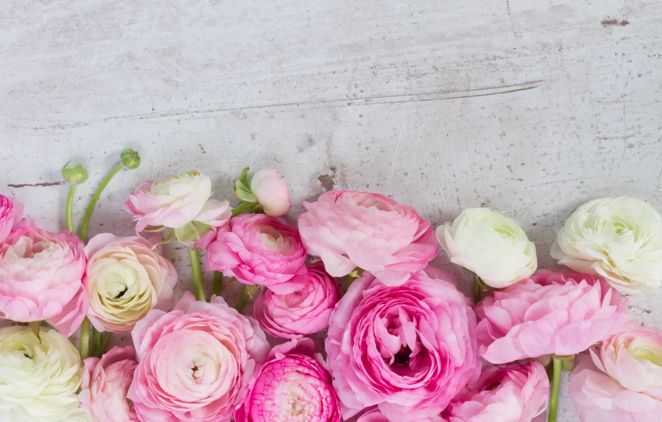 Фото обои pink, розовые цветы, flowers, beautiful, лютики, ranunculus
