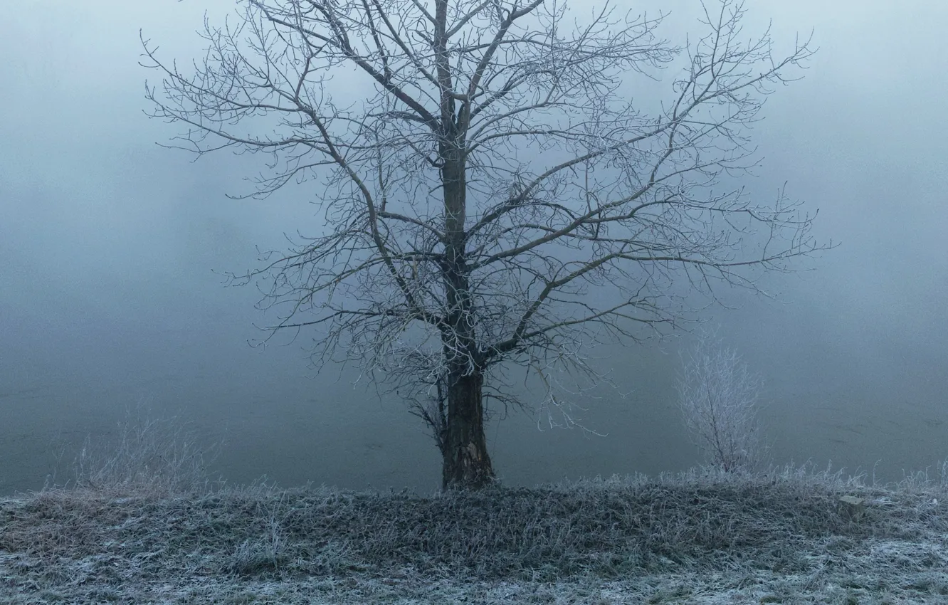 Фото обои зима, иней, трава, природа, туман, дерево