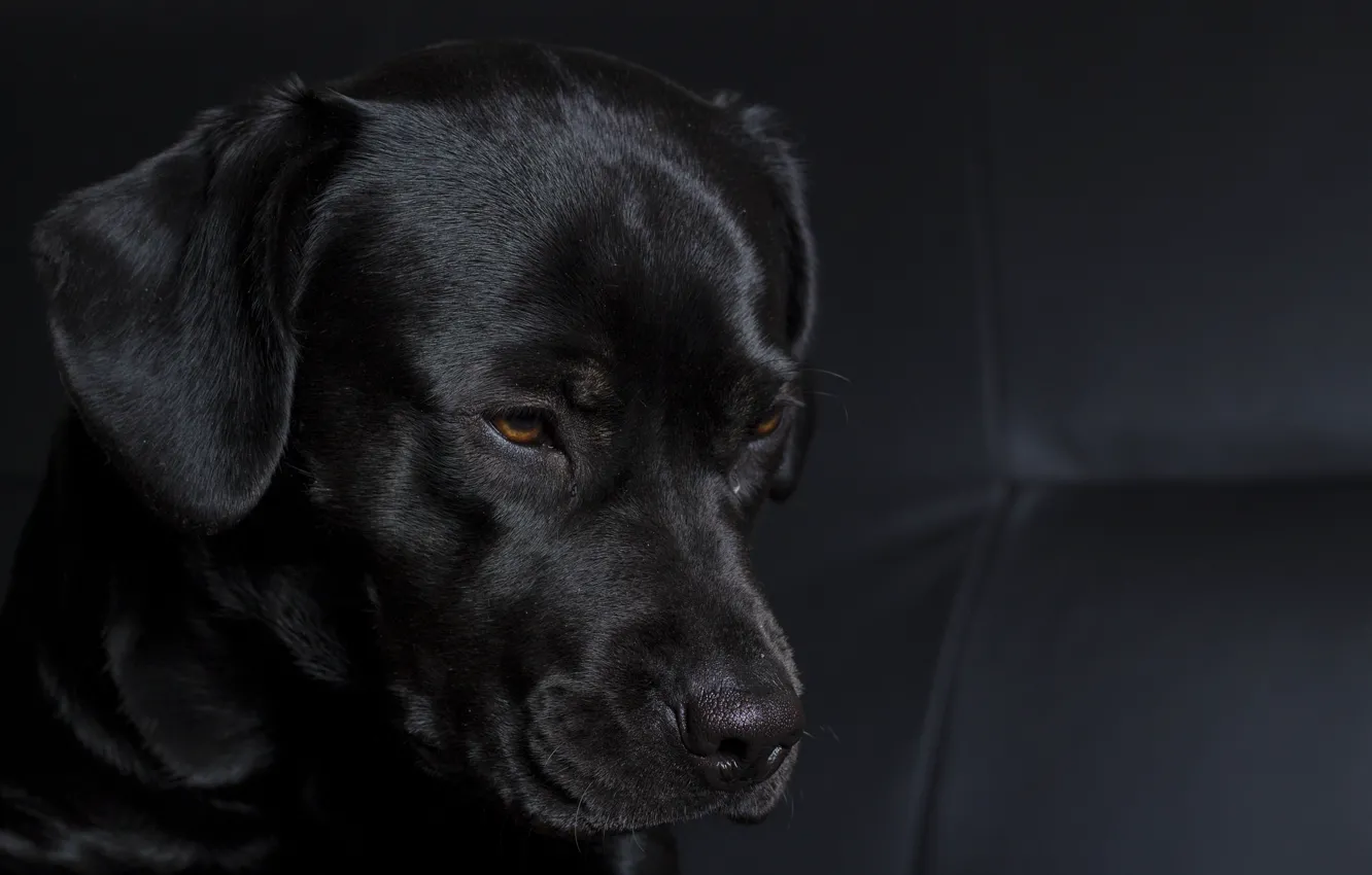 Фото обои морда, фон, чёрный, widescreen, обои, собака, wallpaper, black
