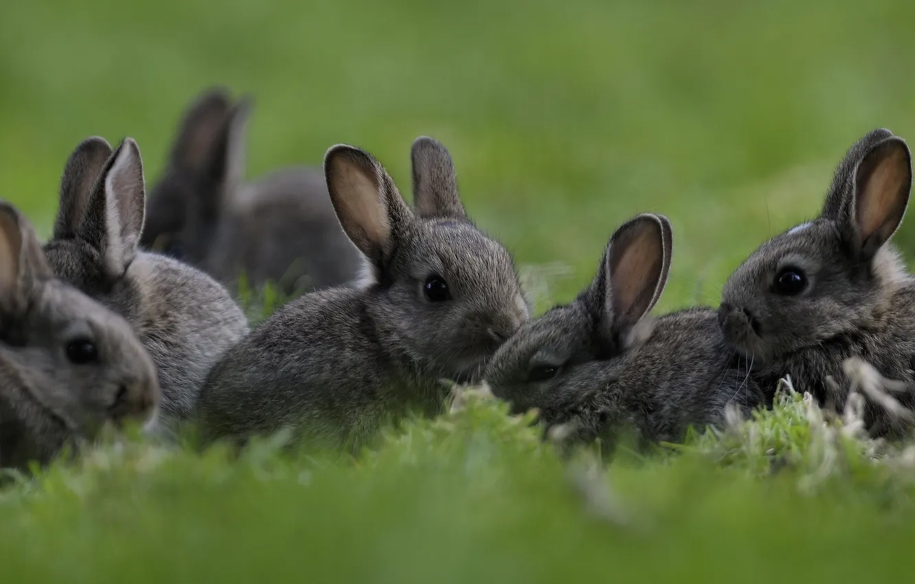 Фото обои трава, кролики, малыши