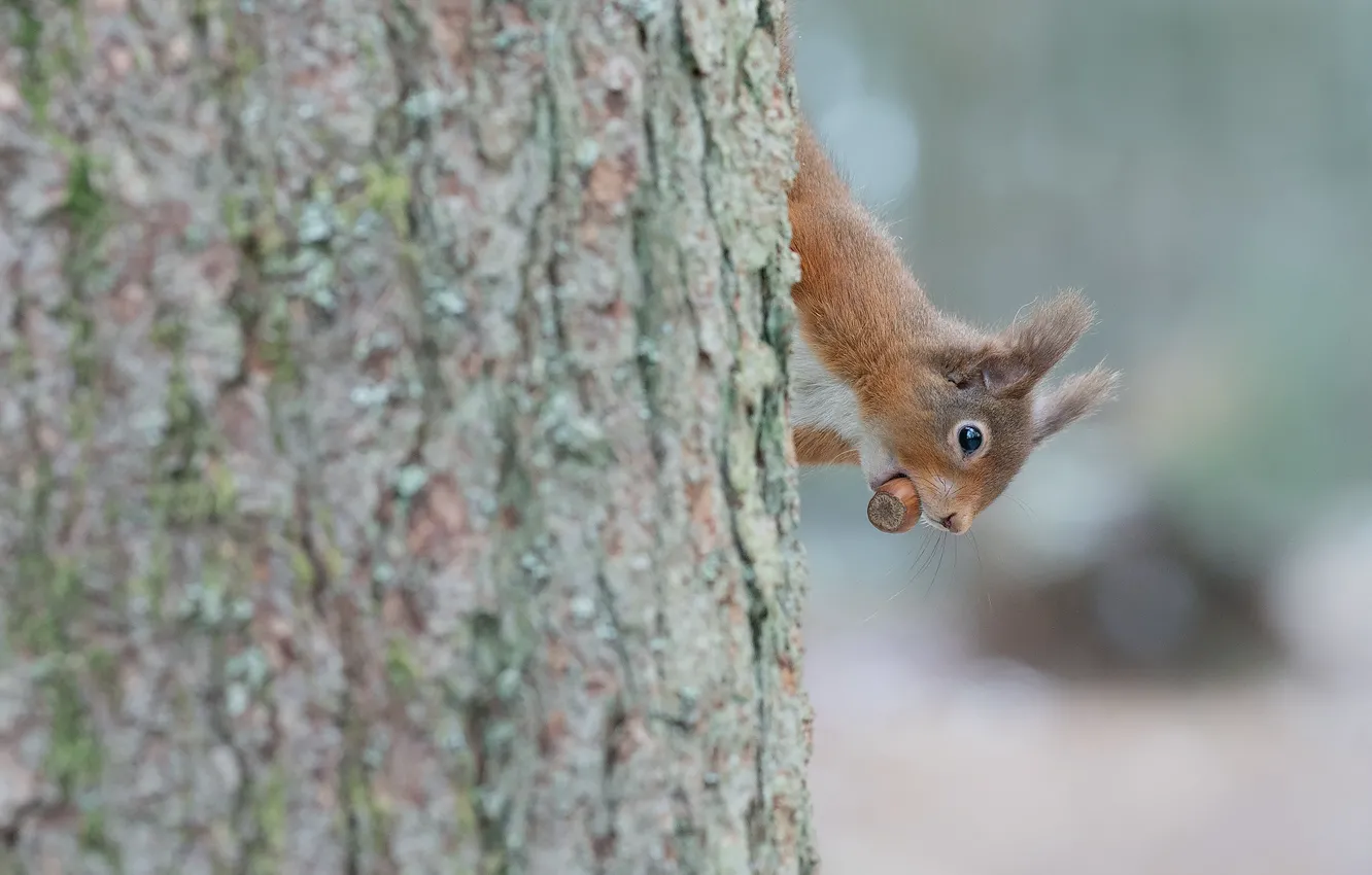 Фото обои деревья, белка, орехи