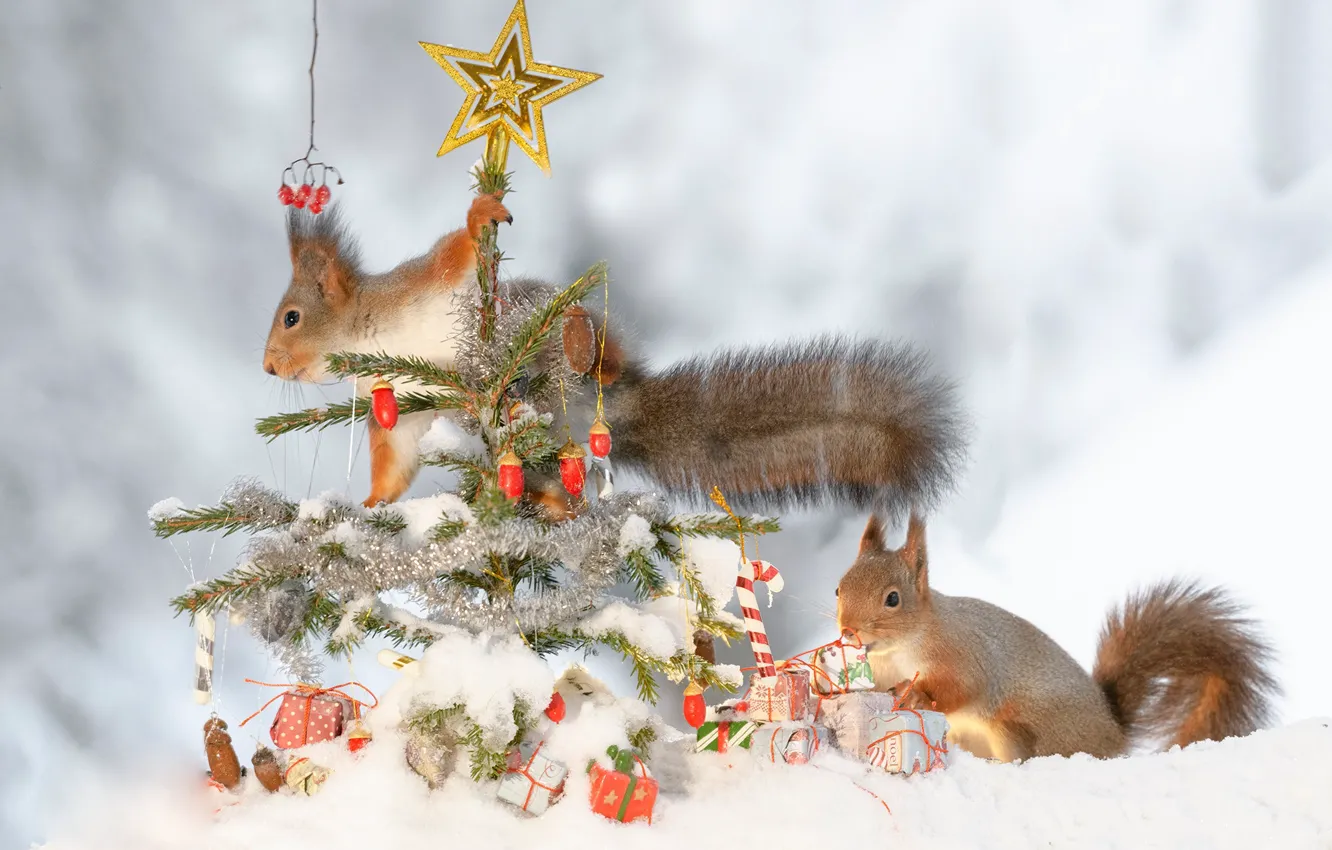 Фото обои зима, снег, игрушки, елка, белки