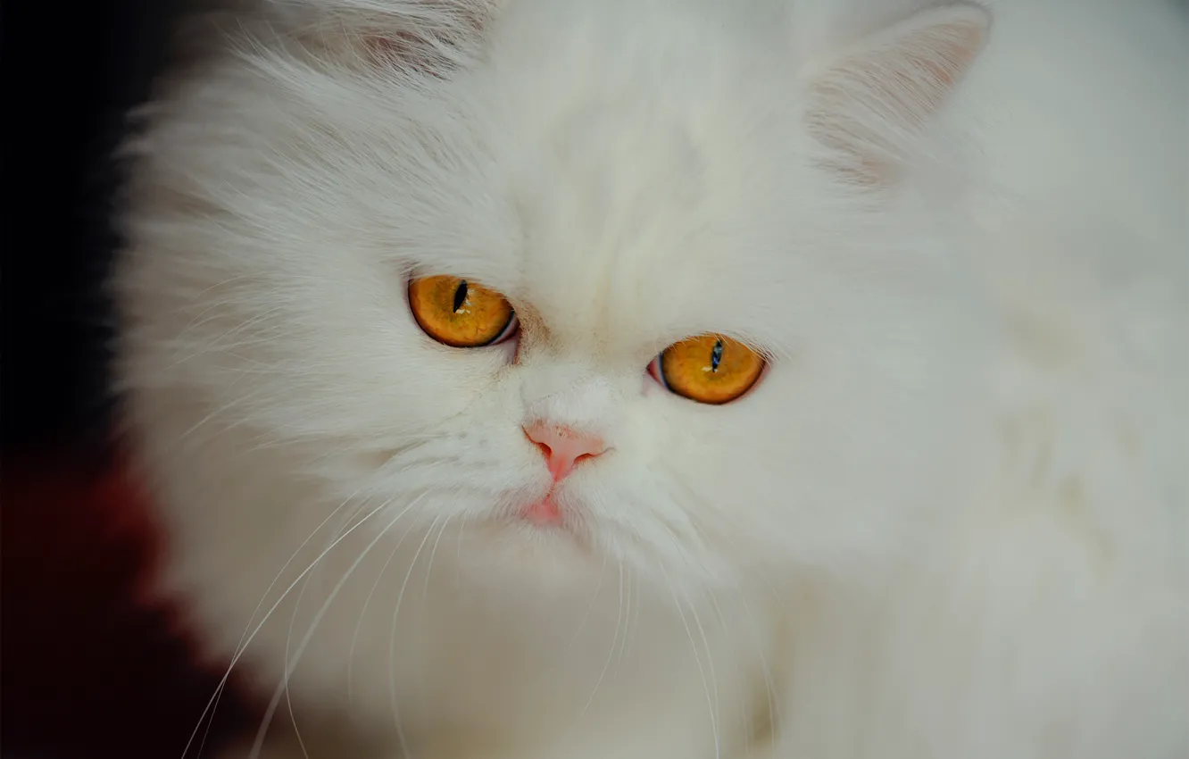 Фото обои взгляд, мордочка, белая, пушистая, Персидская кошка