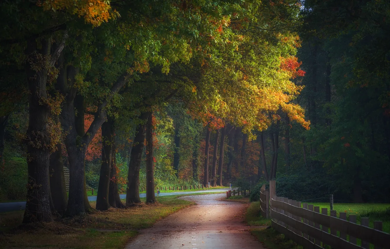 Фото обои осень, лес, природа, забор, дорожка