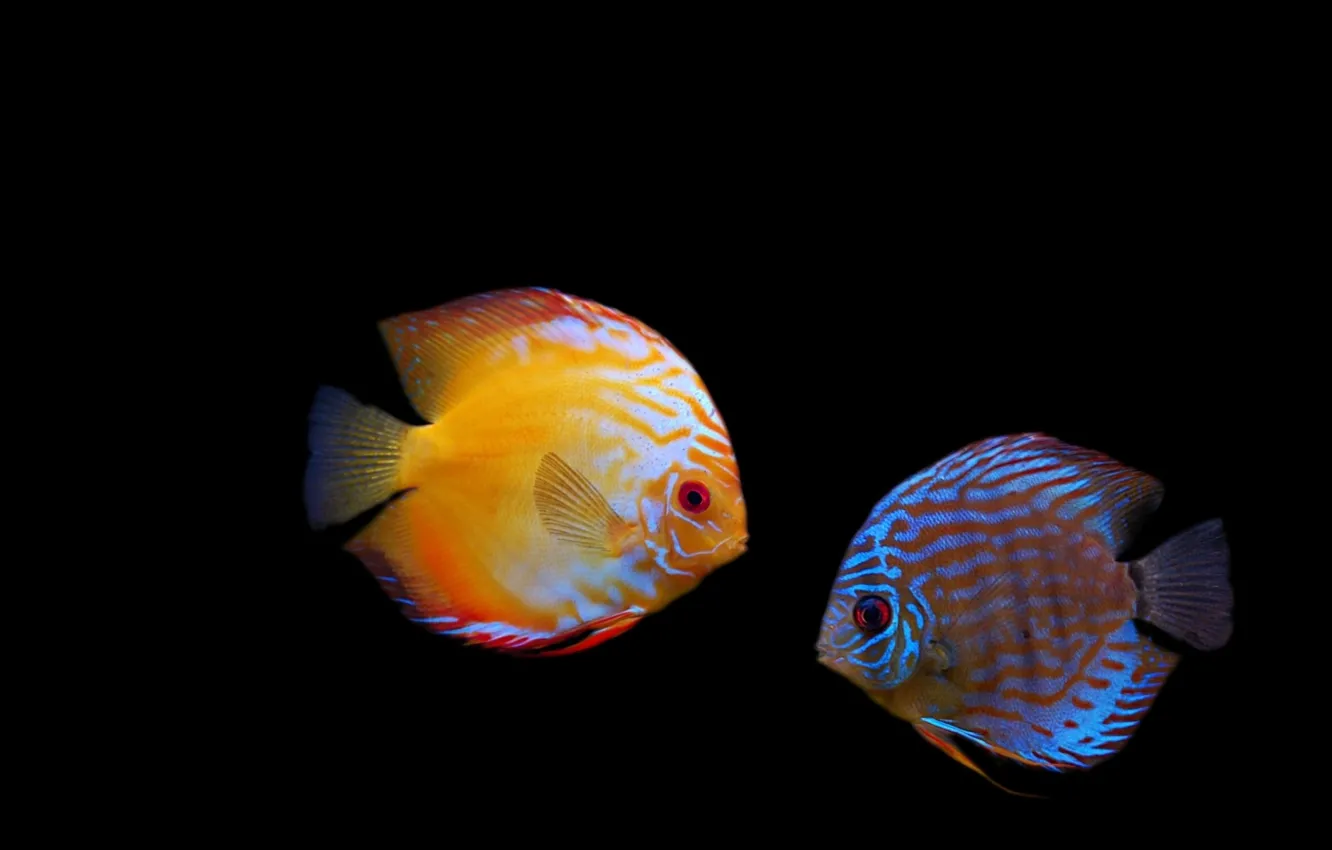 Фото обои рыбки, полоски, темнота, дискус