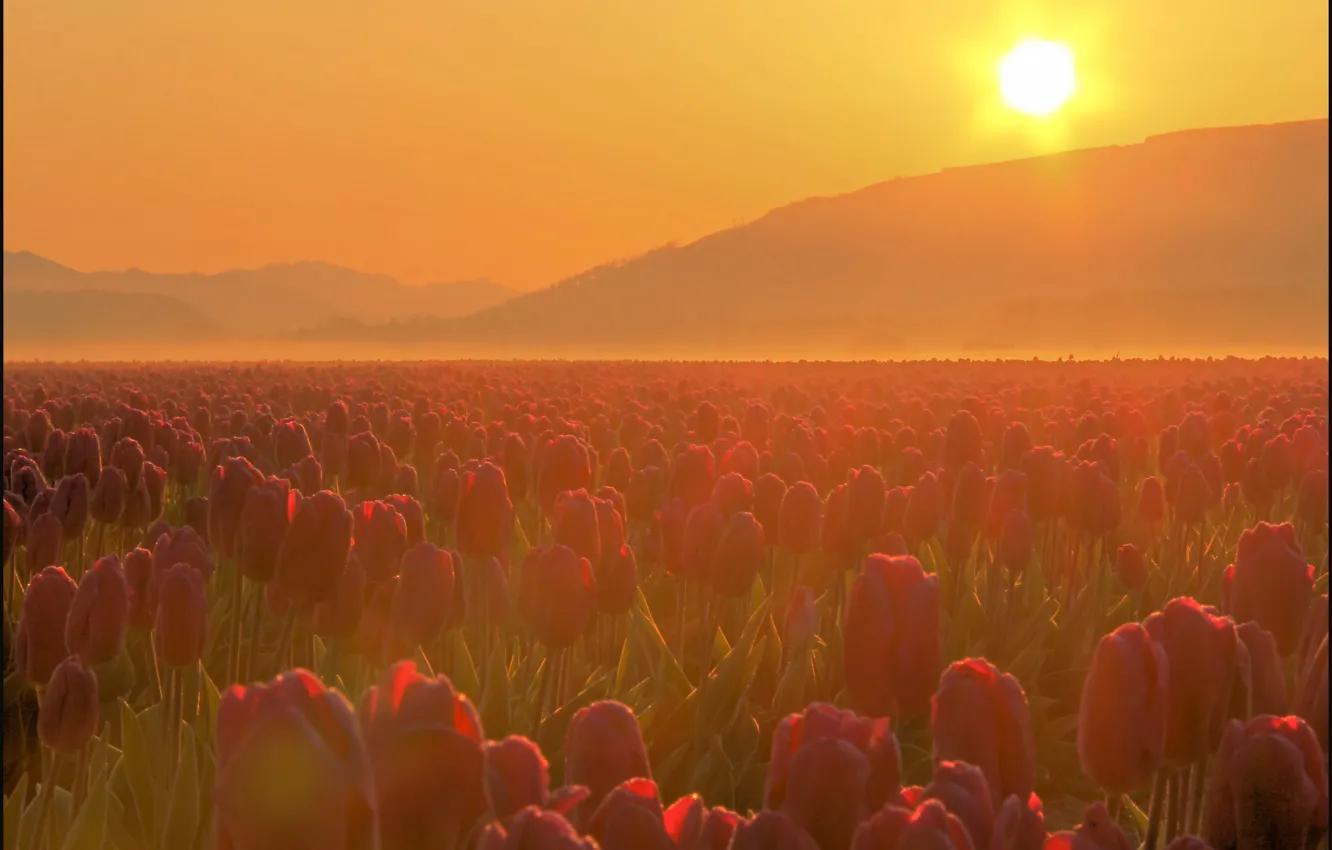 Фото обои горы, туман, дымка, USA, Washington State, Don Briggs, Tulip Fields, Skagit Valley