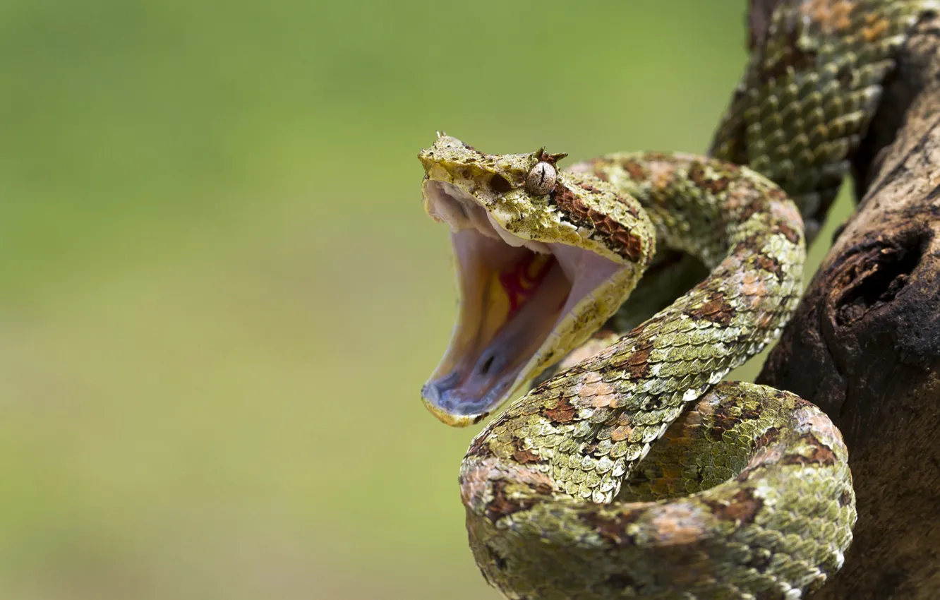 Фото обои eye, branch, snakes, mouth, reptile