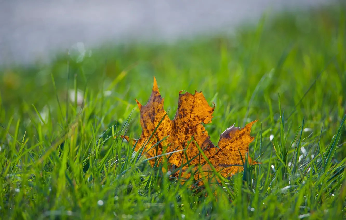 Фото обои осень, трава, листик, боке
