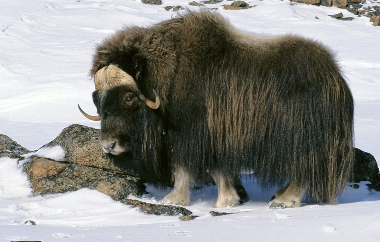 Фото обои animals, alaska, snow, national, wildlife, arctic, musk ox