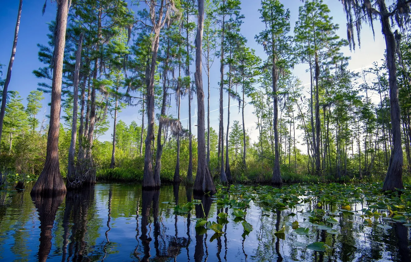 Фото обои Landscape, Southernhobbyist, Okefenokee Swamp