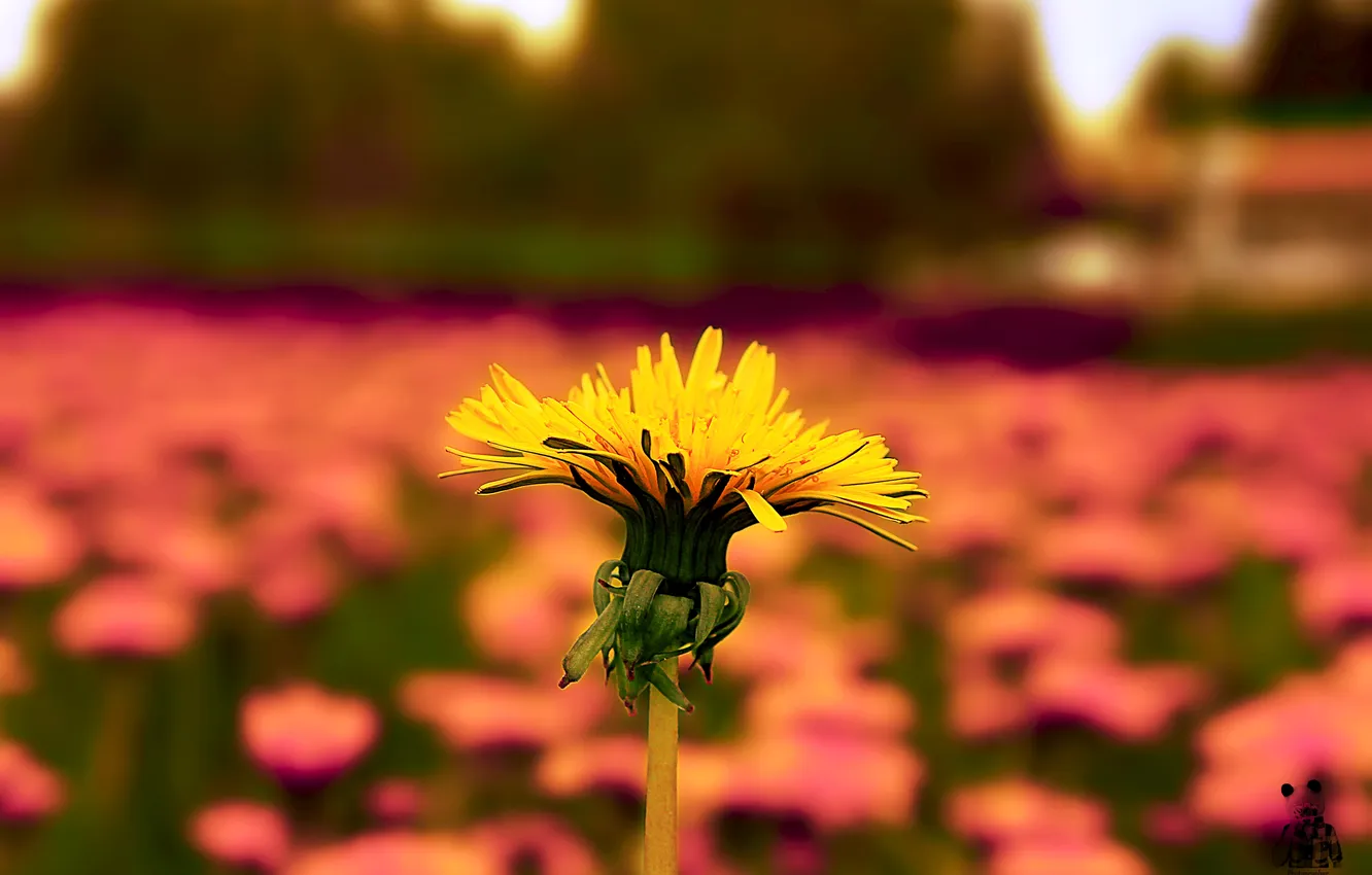Фото обои цветы, одуванчик, Природа, Pyatkov_Denis