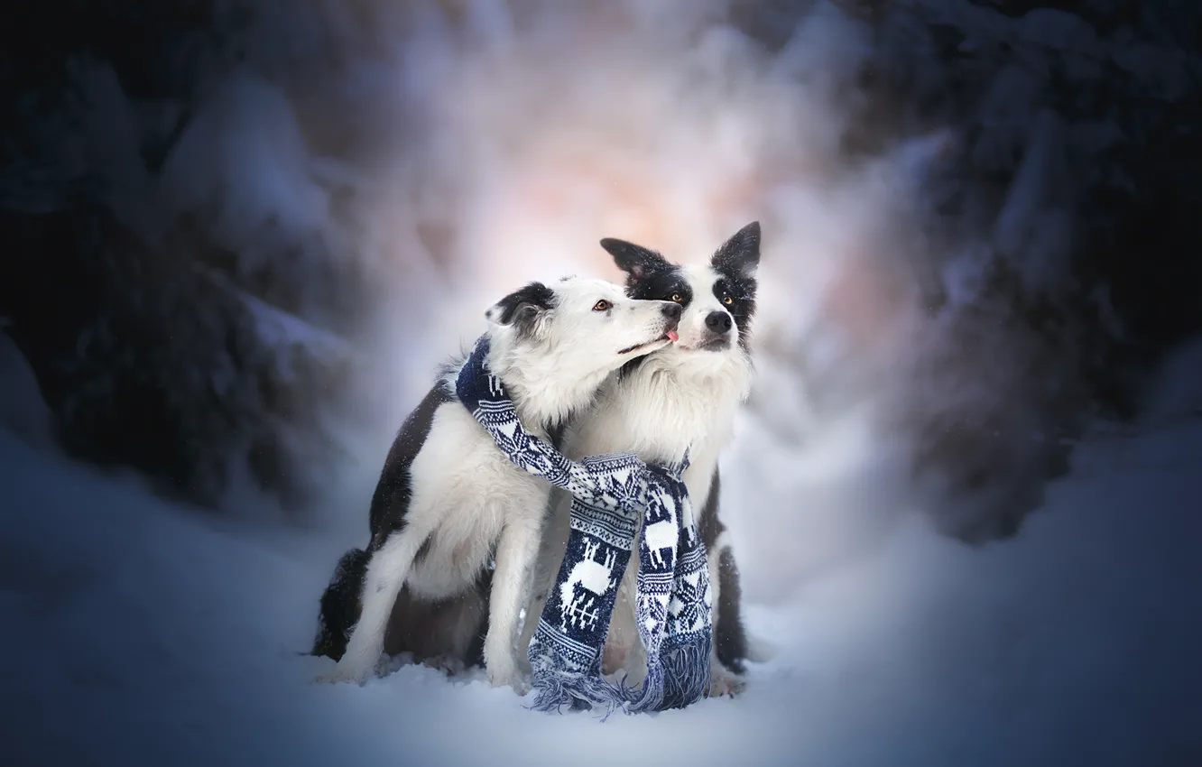 Фото обои зима, снег, поцелуй, пара, друзья, две собаки, Бордер-колли