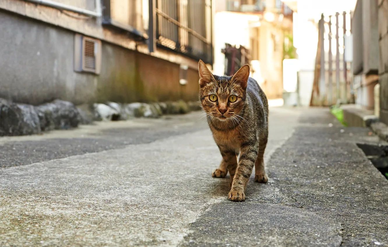Фото обои дорога, кошка, кот, взгляд, город, серый, улица, дома