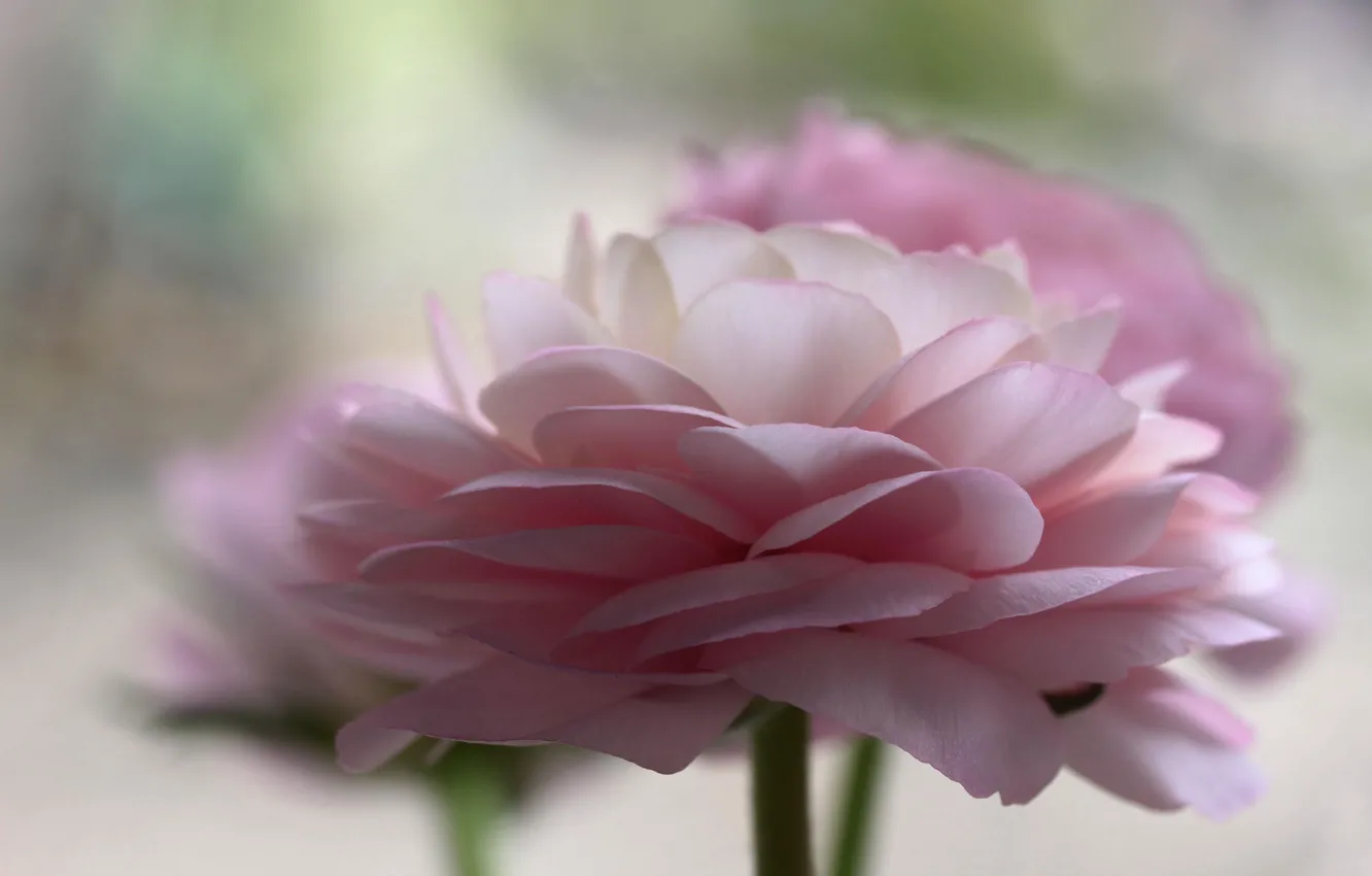 Фото обои цветы, розовые, лютики, ranunculus