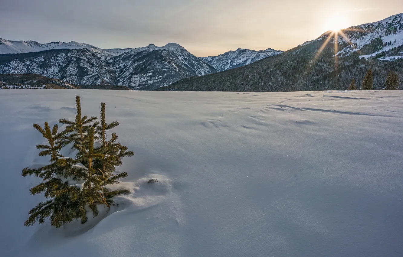 Фото обои зима, снег, горы, Колорадо, ёлочки, Colorado, San Juan Mountains, перевал Молас Пасс
