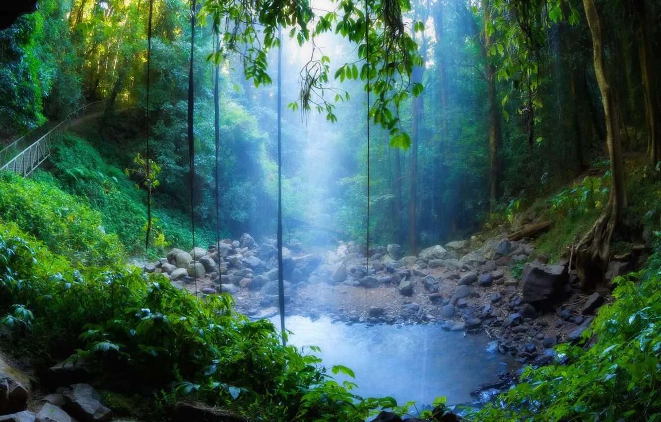 Фото обои лес, деревья, озеро, камни, растения, Австралия, Новый Южный Уэльс, Crystal Shower Falls
