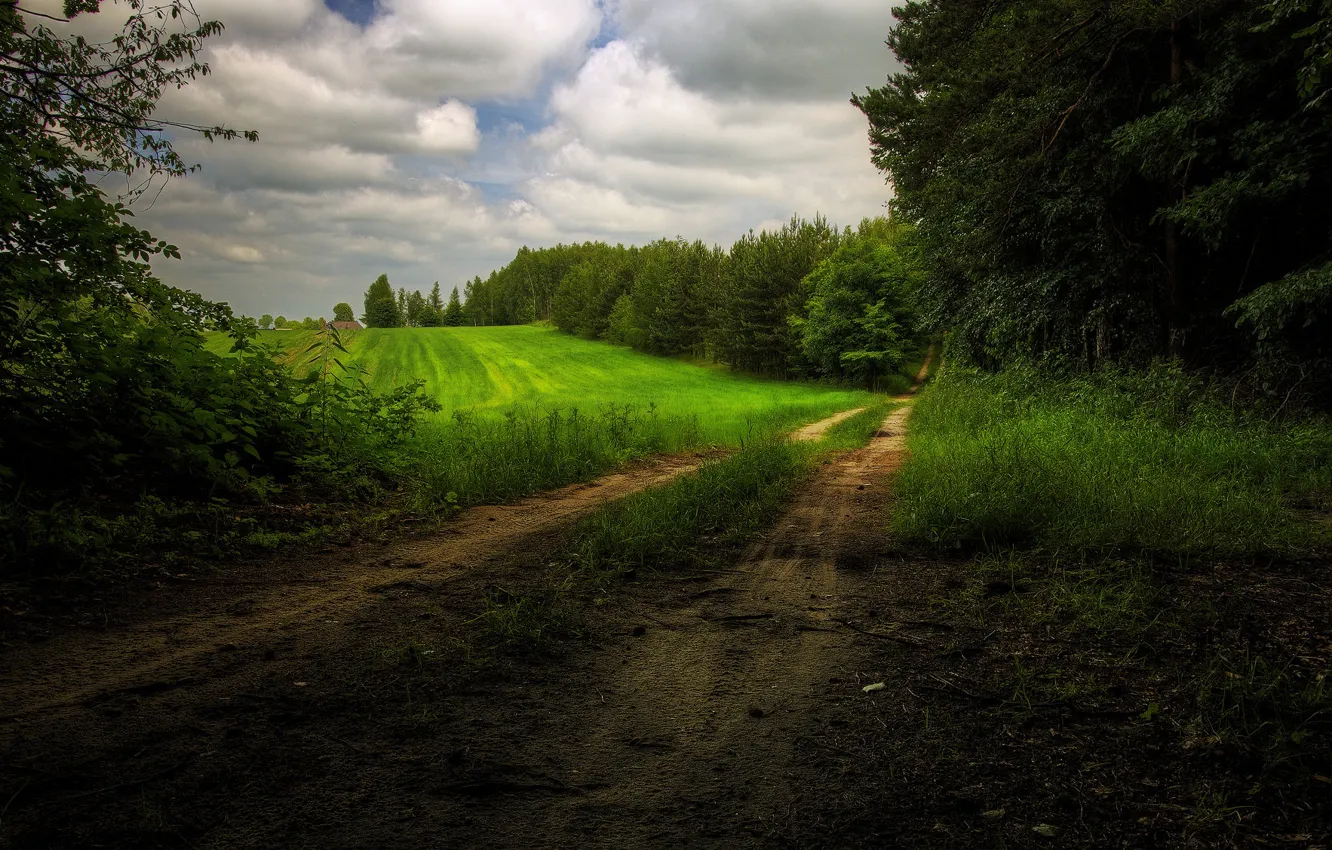 Фото обои Поле, Дорога, Лес