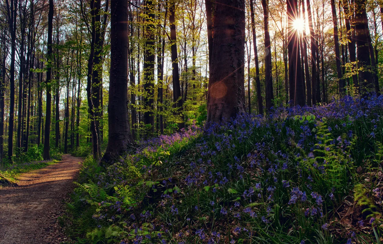 Фото обои лес, солнце, лучи, свет, деревья, цветы, природа, блки