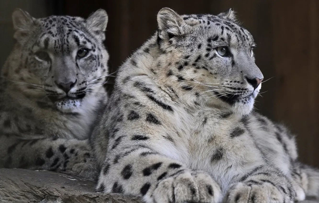Фото обои хищник, семья, пара, ирбис, снежный барс, snow leopard