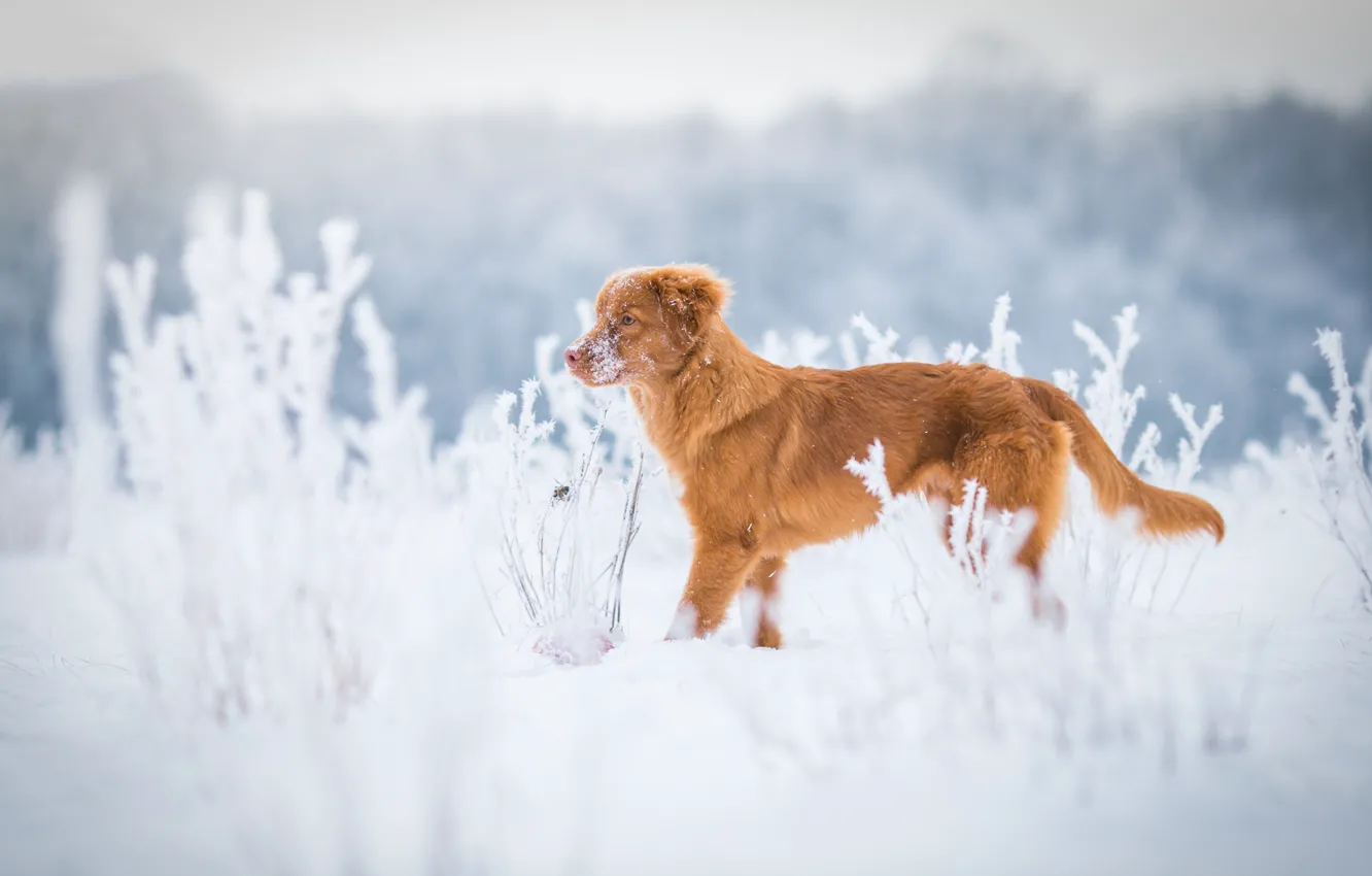 Фото обои зима, иней, поле, трава, снег, природа, собака, рыжий