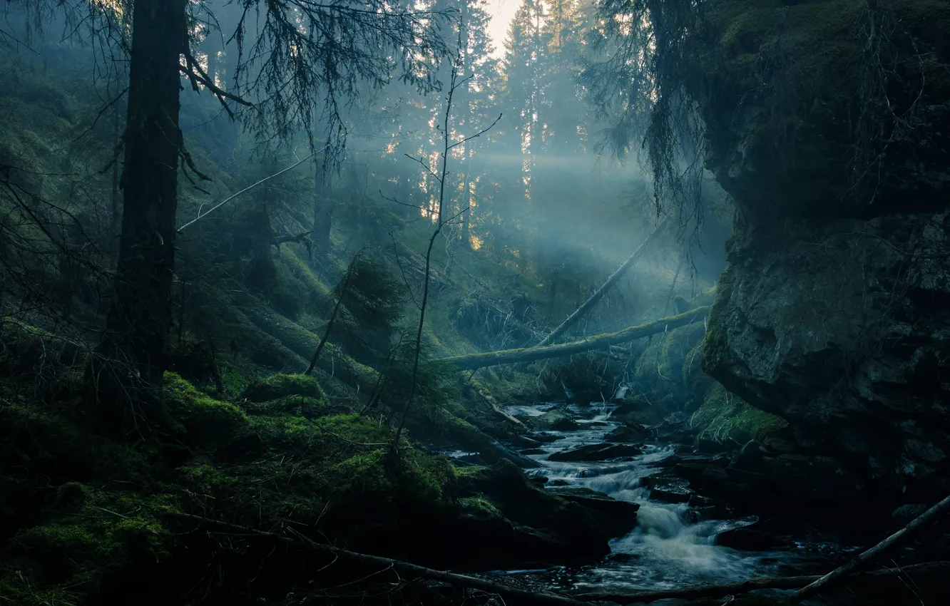 Фото обои лес, лучи, свет, деревья, ветки, туман, ручей, камни